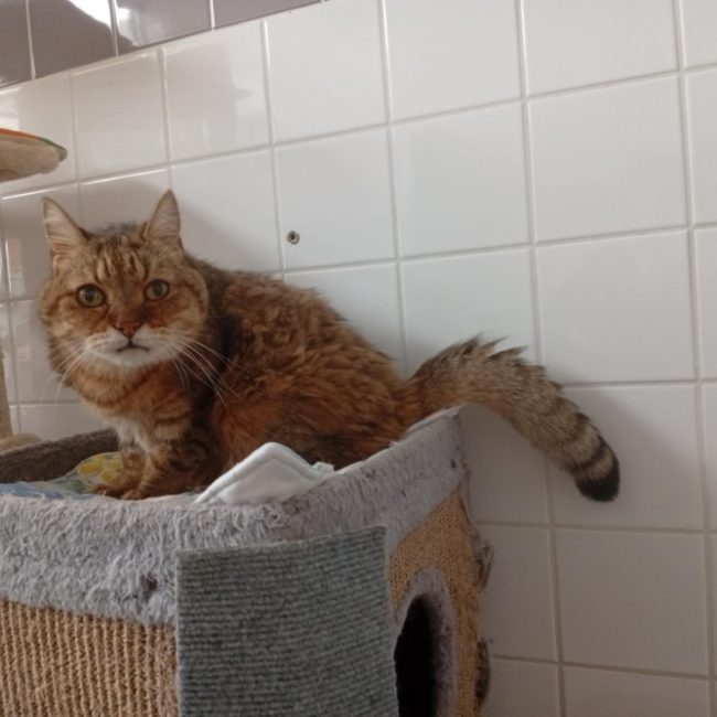 Amal - Chat à adopter