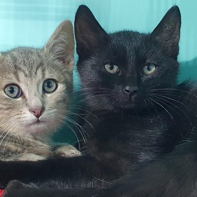 Kimi - Chat Européen à adopter
