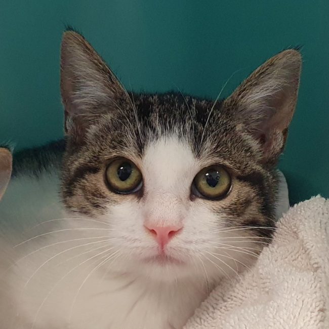 Raie - Chat Européen à adopter