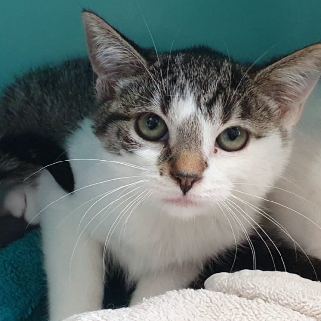 Orphie - Chat Européen à adopter