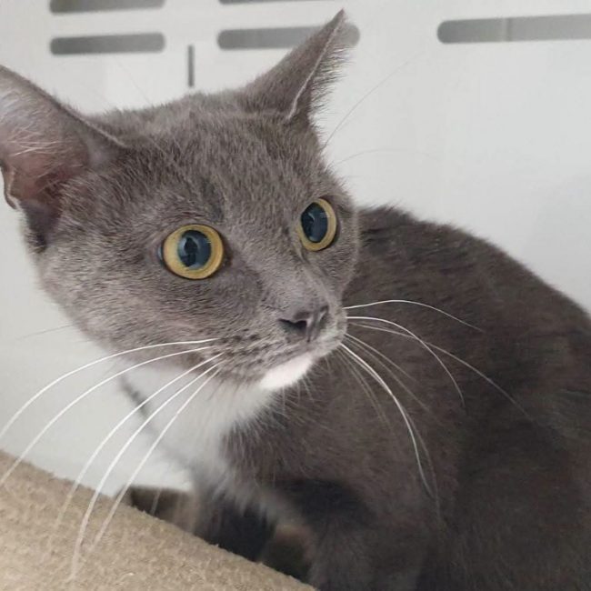 Bukit - Chat Européen à adopter