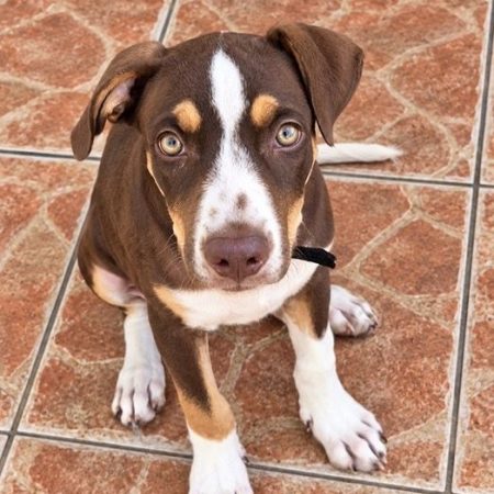 LAÏKA - Chien à adopter
