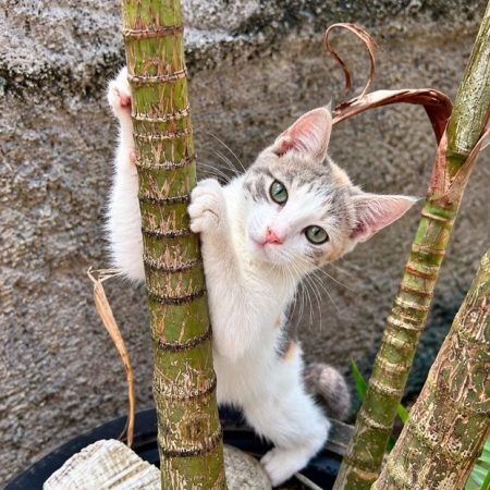 PASTEL - Chat à adopter