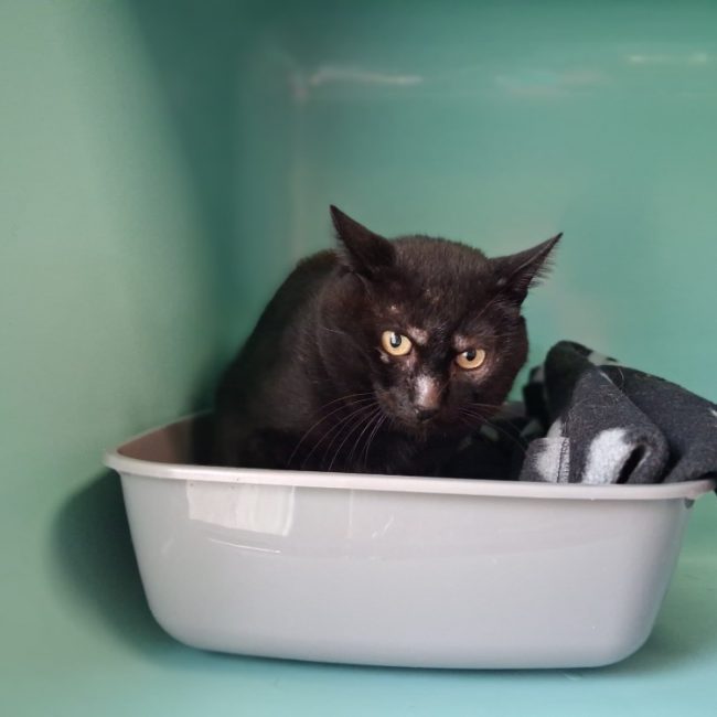 Gangster - Chat Européen à adopter