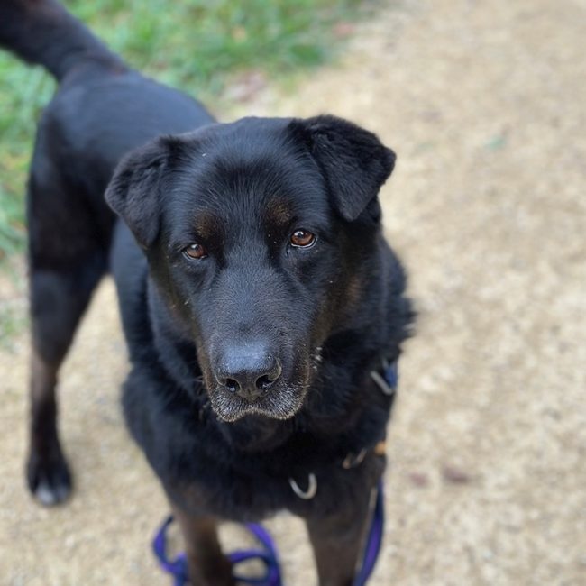 Jeff - Chien à adopter