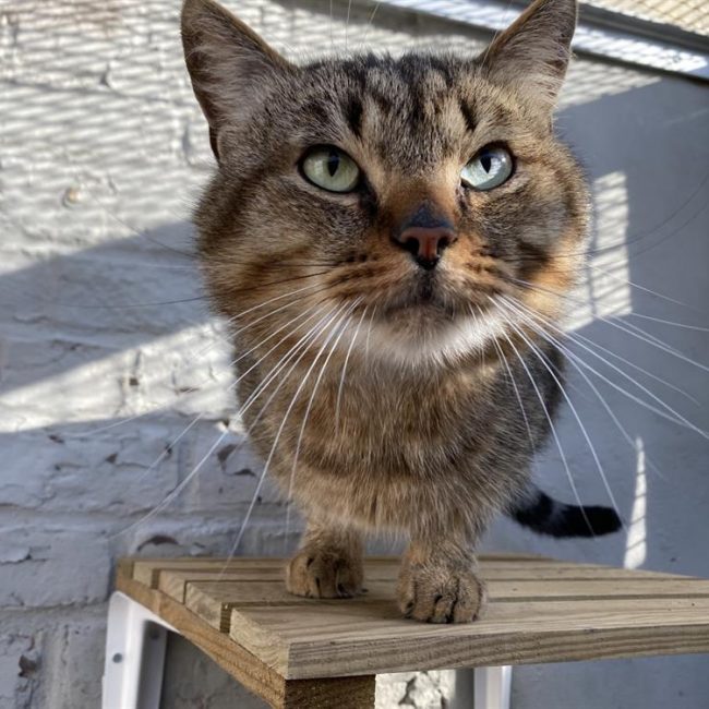 Calimero - Chat Européen à adopter