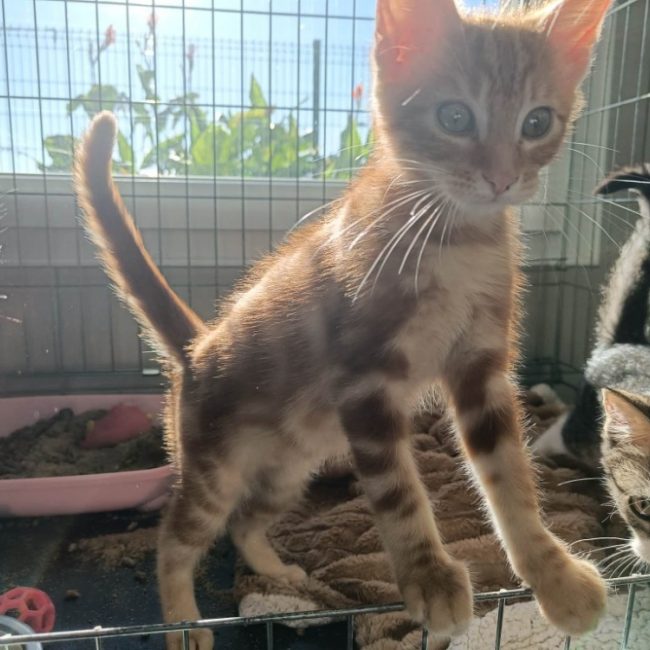 Renault - Chat Européen à adopter