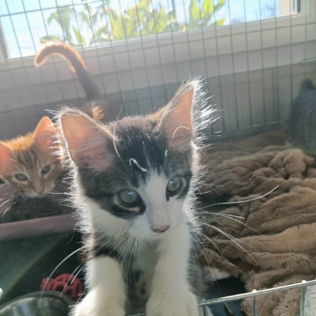 Volvo - Chat Européen à adopter