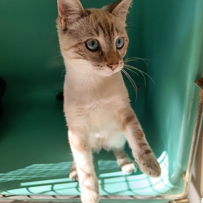 Gladiator - Chat Européen à adopter