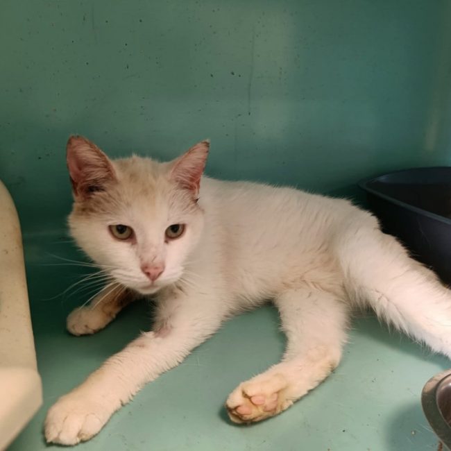 Aviator - Chat Européen à adopter