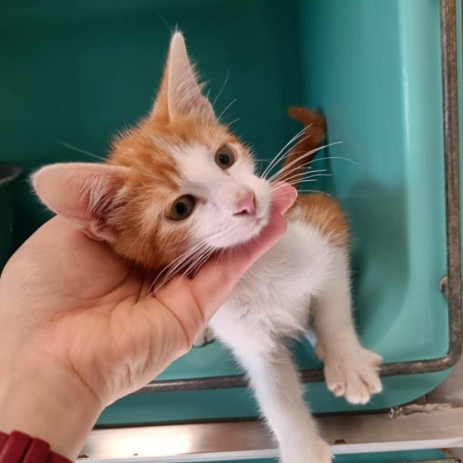 Jeep - Chat Européen à adopter