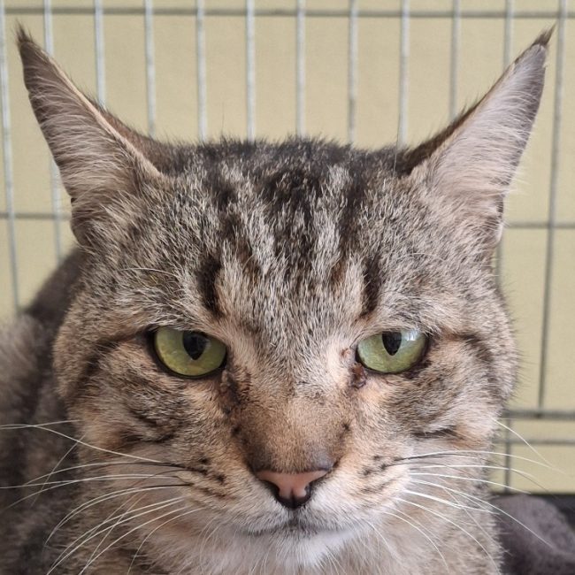 Alfons - Chat à adopter