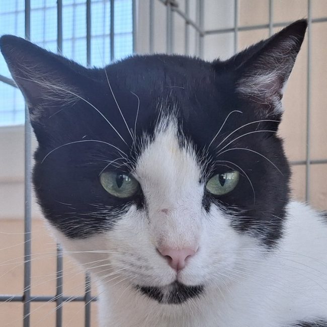 Bibiz - Chat à adopter