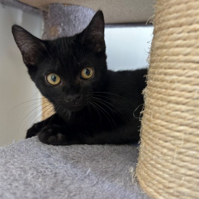 Rio - Chat Européen à adopter