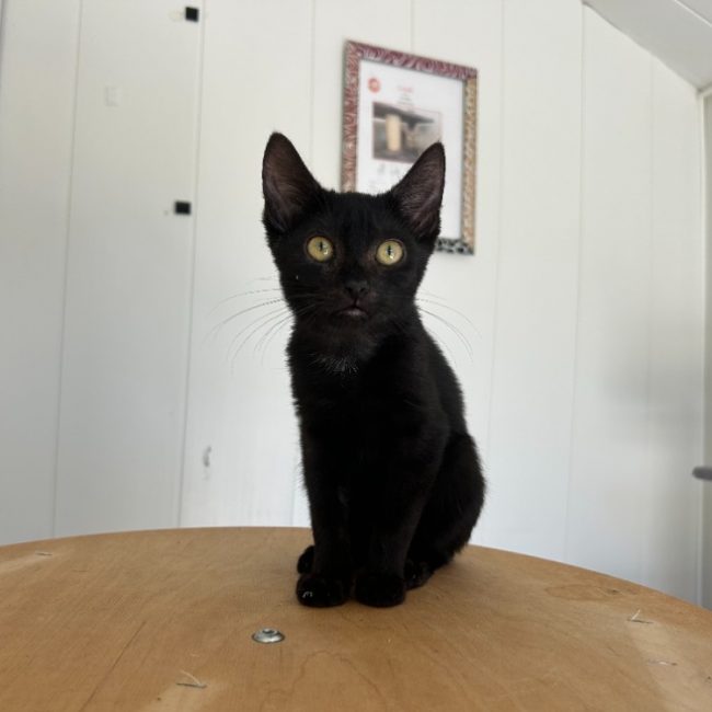 Cléo - Chat Européen à adopter