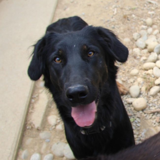 Alma - Chien à adopter