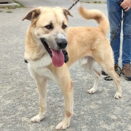 Kangoo - Chien à adopter