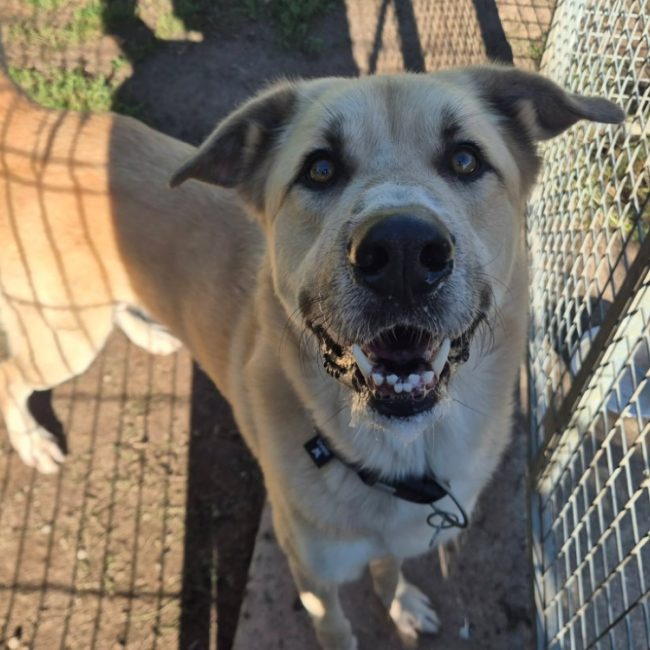Kangoo - Chien à adopter