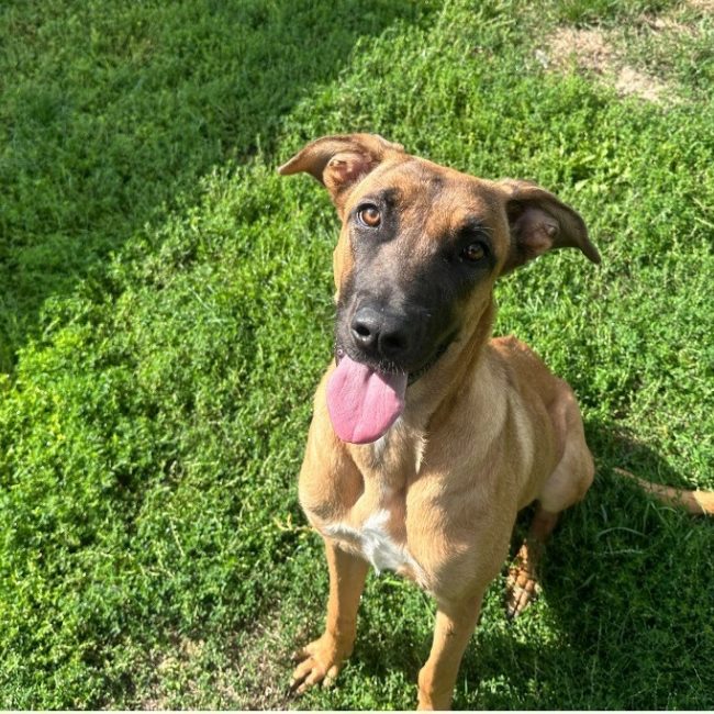 Ines - Chien à adopter