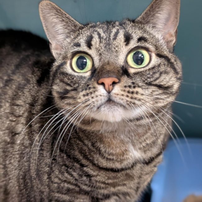 Princesse - Chat Européen à adopter