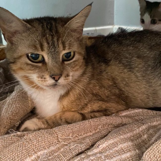 Zora - Chat Européen à adopter