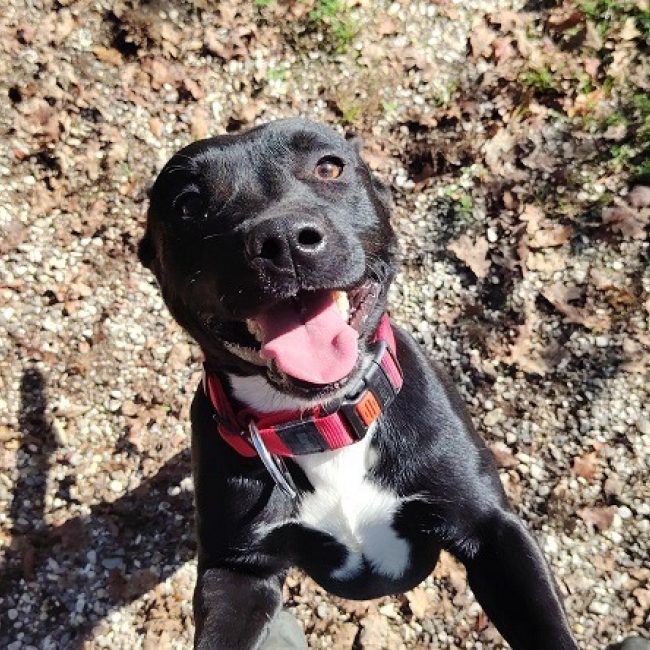 Apollo - Chien à adopter