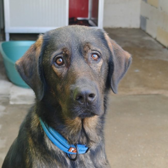 Dark - Chien Berger d'Anatolie à adopter