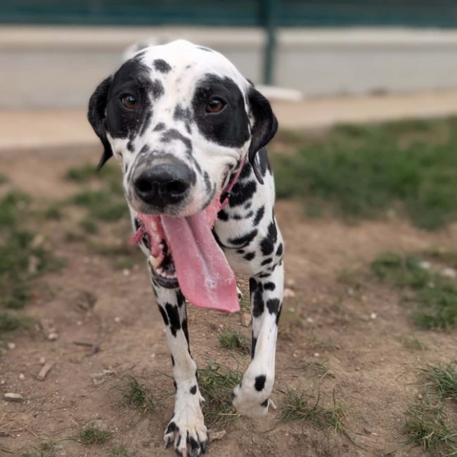 Pongo - Chien Dalmatien à adopter
