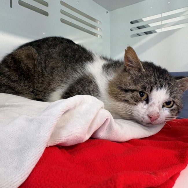 Patchouli - Chat Européen à adopter