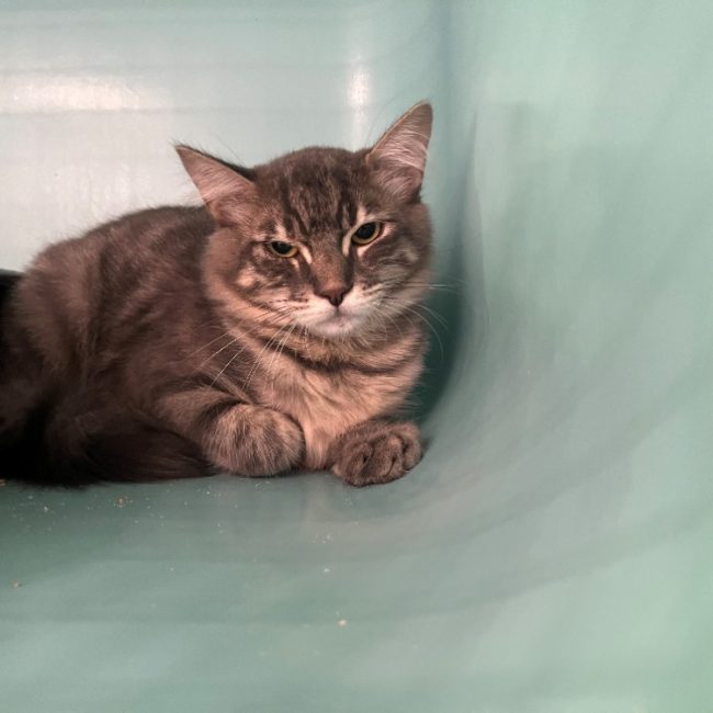 Pipo - Chat Européen à adopter