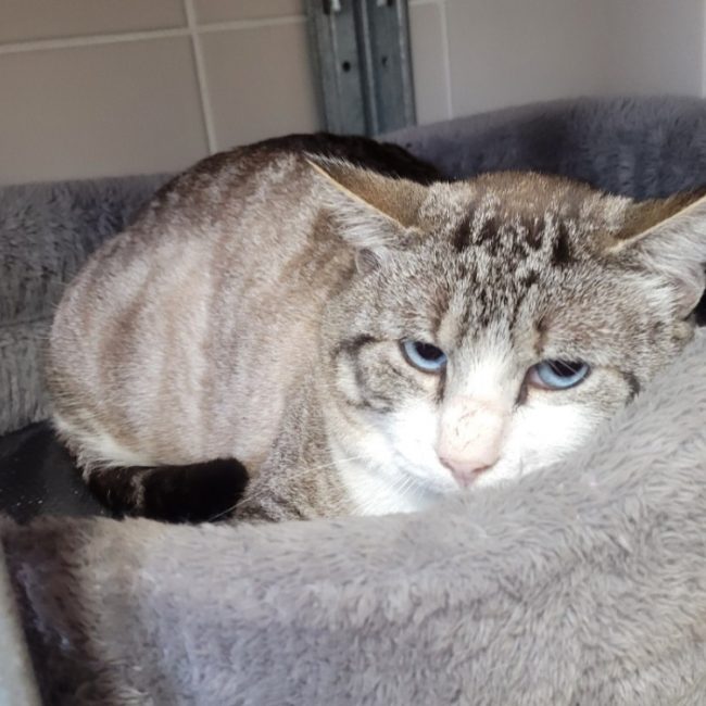 Cognac - Chat à adopter
