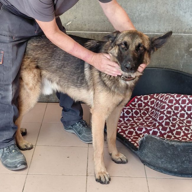 Sky - Chien à adopter