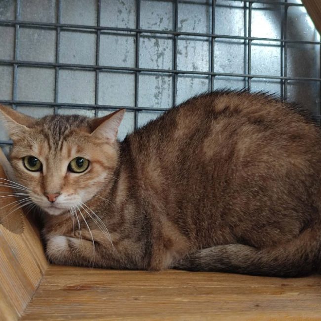 Alba - Chat Européen à adopter