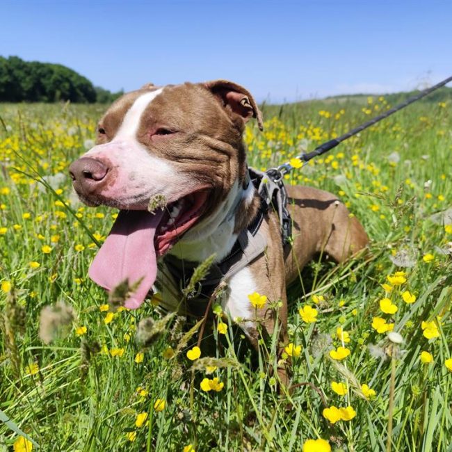 Layone - Chien Bouledogue Américain à adopter