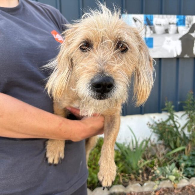 Briska - Chien à adopter