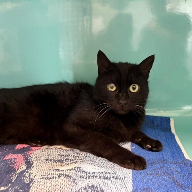 Princesse - Chat Européen à adopter