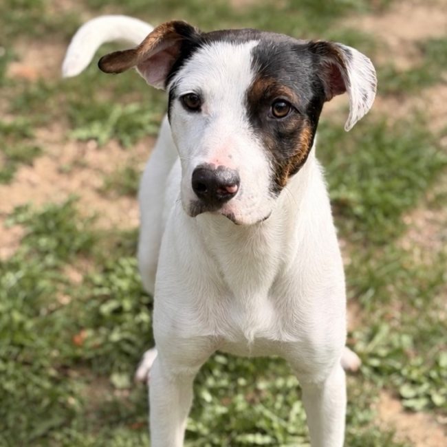 Wally - Chien à adopter
