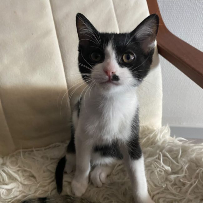 Cloche chez alexandra - Chat Européen à adopter