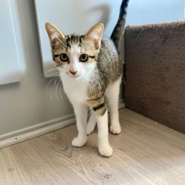 Maiki chez alexandra - Chat Européen à adopter