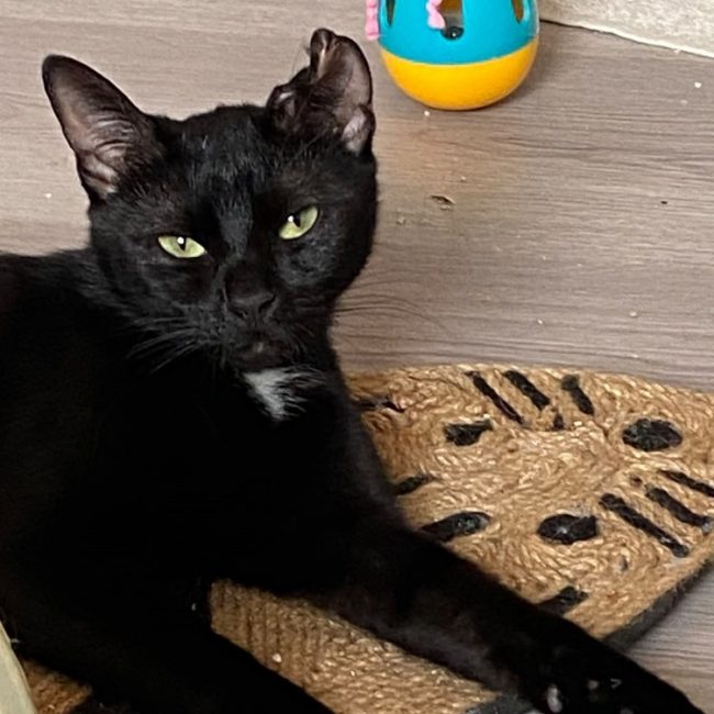 Eli chez alexandra - Chat Européen à adopter