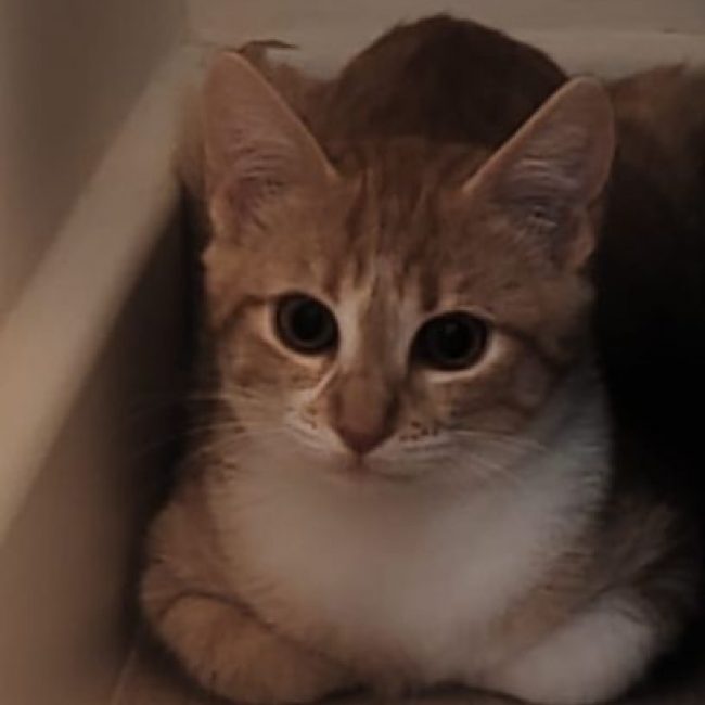 Bill - Chat Européen à adopter