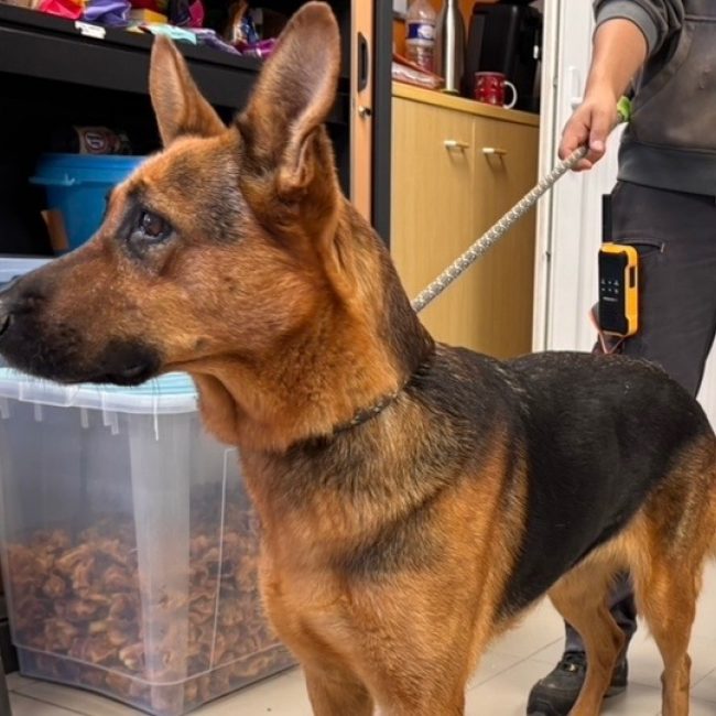 Thalia - Chien Berger Allemand à adopter