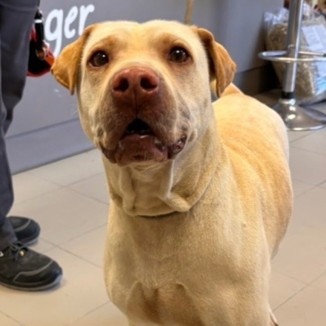 Nala - Chien à adopter