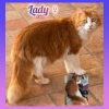 Lady