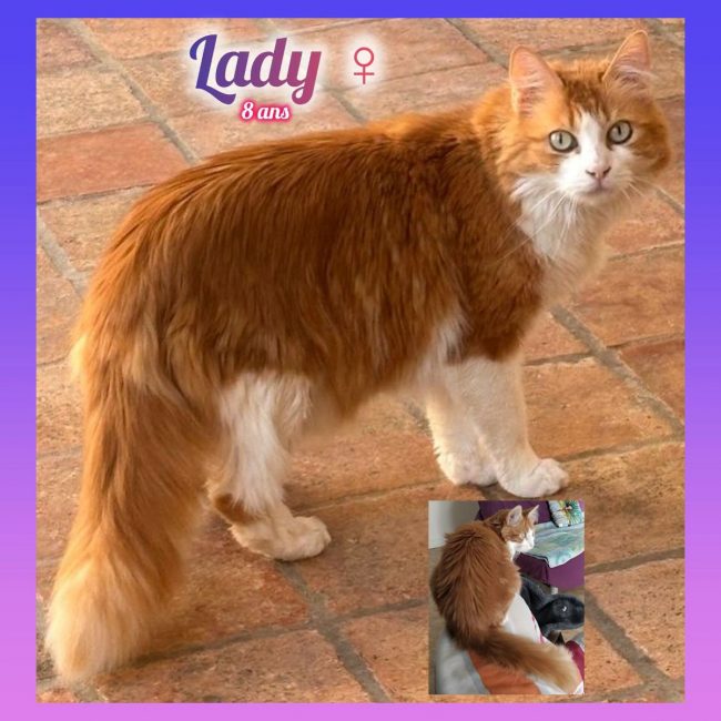 Lady
