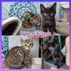 Pépito et Brownie