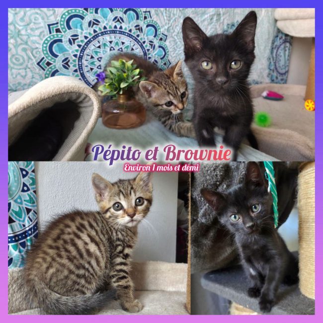 Pépito et Brownie - Chat Européen à adopter
