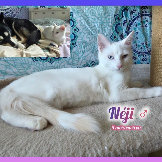 Néji