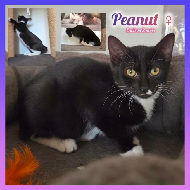 Peanut