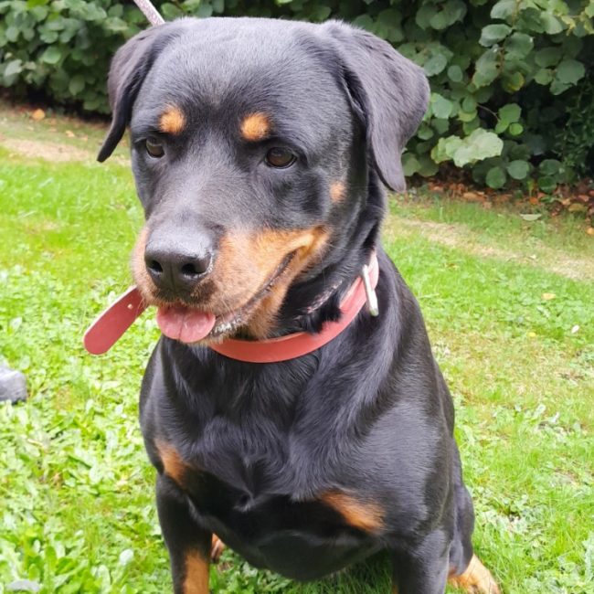 Rita - Chien à adopter